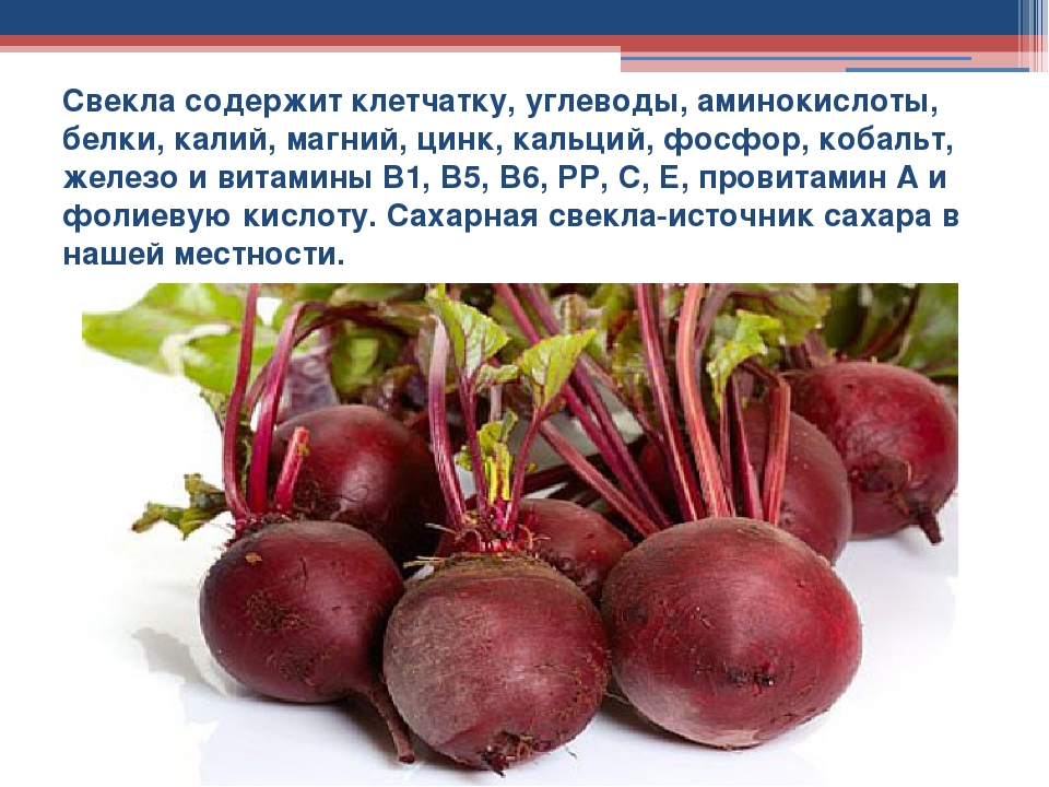 Как произносить свекла. Клетчатка в свекле. Что содержится в свекле. Содержится в свекле железа. Свекла что содержит.